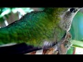 Emma's baby, Lucy the Baby Hummingbird Hatches!  Also her first feeding!  AMAZING!  MUST SEE!