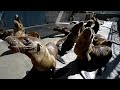Leones varados en California