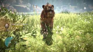 Far Cry Primal Sabretooth Tiger Tamed Takkar Tames Toothy Tiger Hd
