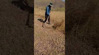 Tırpanla buğday biçmek
