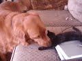 Charlie Cat Gives Prada Dog a Noogie