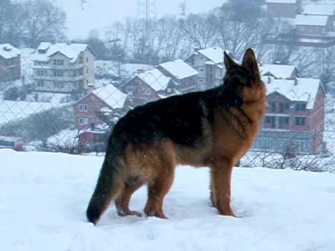 Qen+Sharri+vs+Pit+Bull Qen Sharri vs Pit Bull http://www.pic2fly.com/Qen+Sharri+vs+Pit+Bull ...