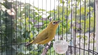 Pleci Dakbal Isian Kenari