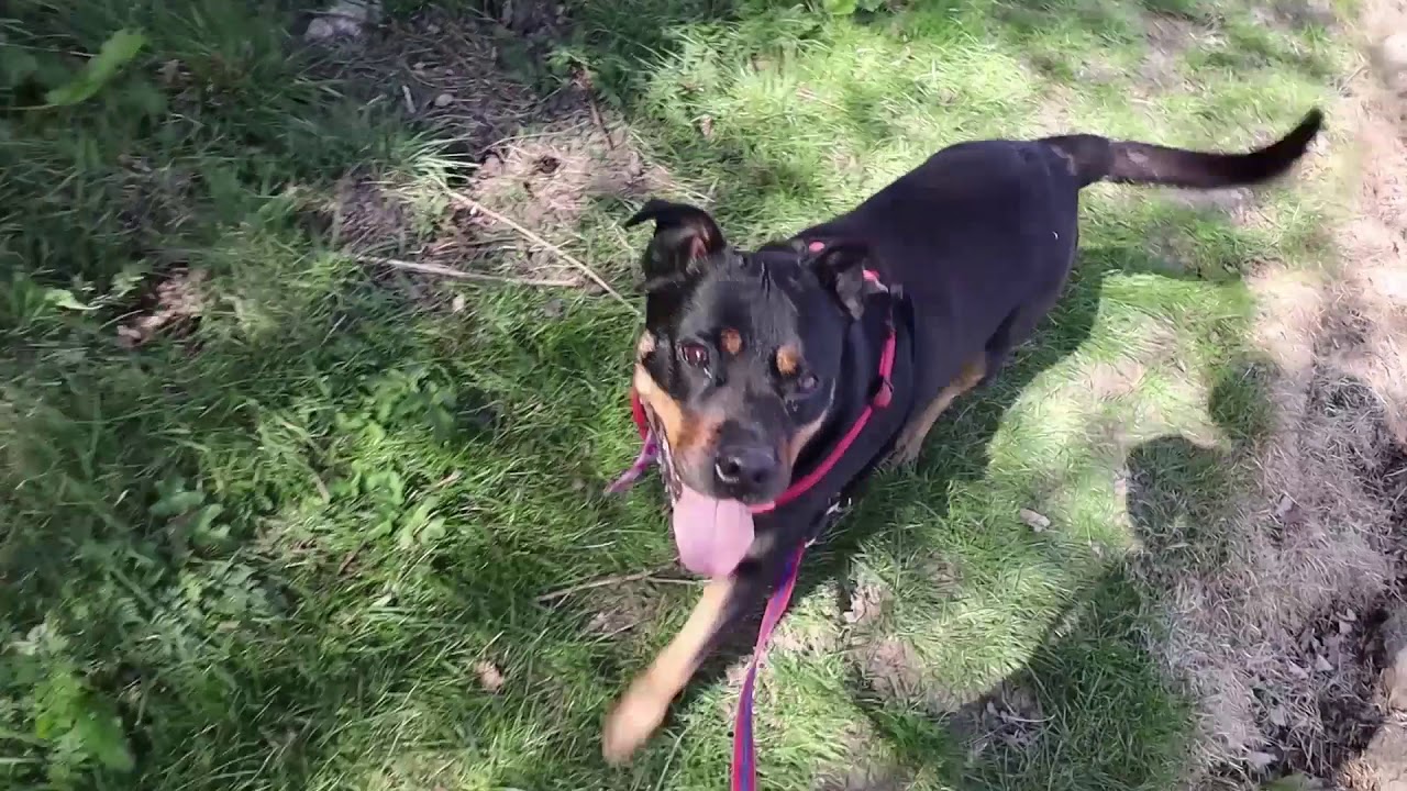 Missy's Video Gallery