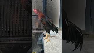Hint Horozu Ötüşü