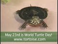 May 23rd is World Turtle Day!... - World Turtle Day ecards - Events Greeting Cards