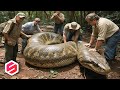 DIKIRA KAYU, TERNYATA ULAR RAKSASA, Ini Penemuan Mengemparkan di Hutan..