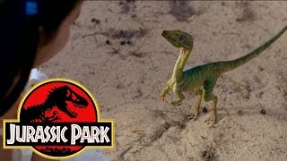 The History of the Compsognathus in the Jurassic Park Franchise The History of the Compsognathus in the Jurassic Park Franchise