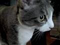 カリカリがザーッと出てビビッちゃう。 - auto cat feeder (1st try) - - youtube