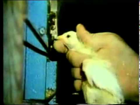 The Sad Truth behind Non-Veg Food Production
