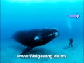 Entspannungsmusik Unterwasser Walgesang - Wal Musik - Walfischgesang unter Wasser