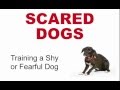 Scared Dogs: Training a Fearful Dog