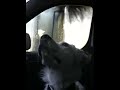Jack the dog in car wash machine