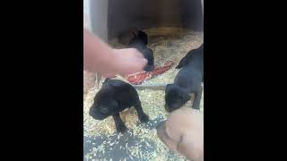 Constant Pressure Kennels Bringing Alot Of Atude... Gr Ch Barracuda, Ch Weird Jack, Heavy Eli.