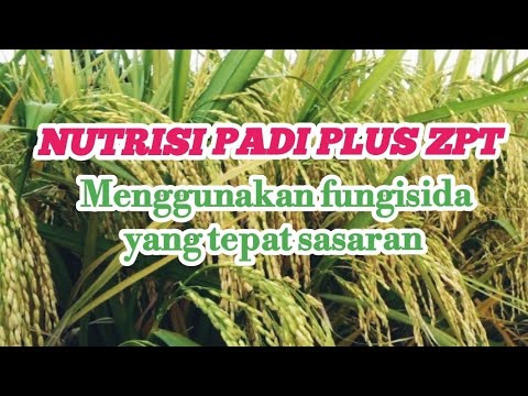 BULIR PADI BERISI SAMPAI KE PANGKALNYA