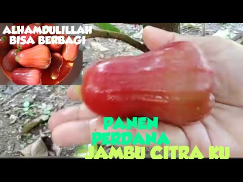 PANEN PERDANA JAMBU CITRA KU, ALHAMDULILLAH BISA BERBAGI