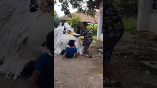 Geng Bocil Lumpuhkan Can Macanan
