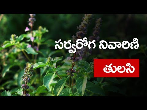 Amazing Benefits Of TulsiBasil For Skin Hair And Health ?