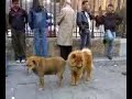 cani lo fanno come i cani
