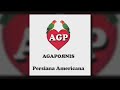agapornis