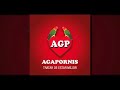 agapornis