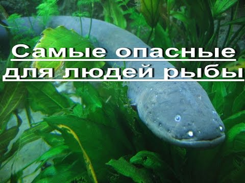 Как подать декларацию без посещения налоговой инспекции Ирландское кружево крючком