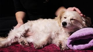 Dogs Get Massages For The First Time