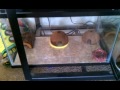 Baby Leopard Gecko Setup "Bonnie" n "Clyde"