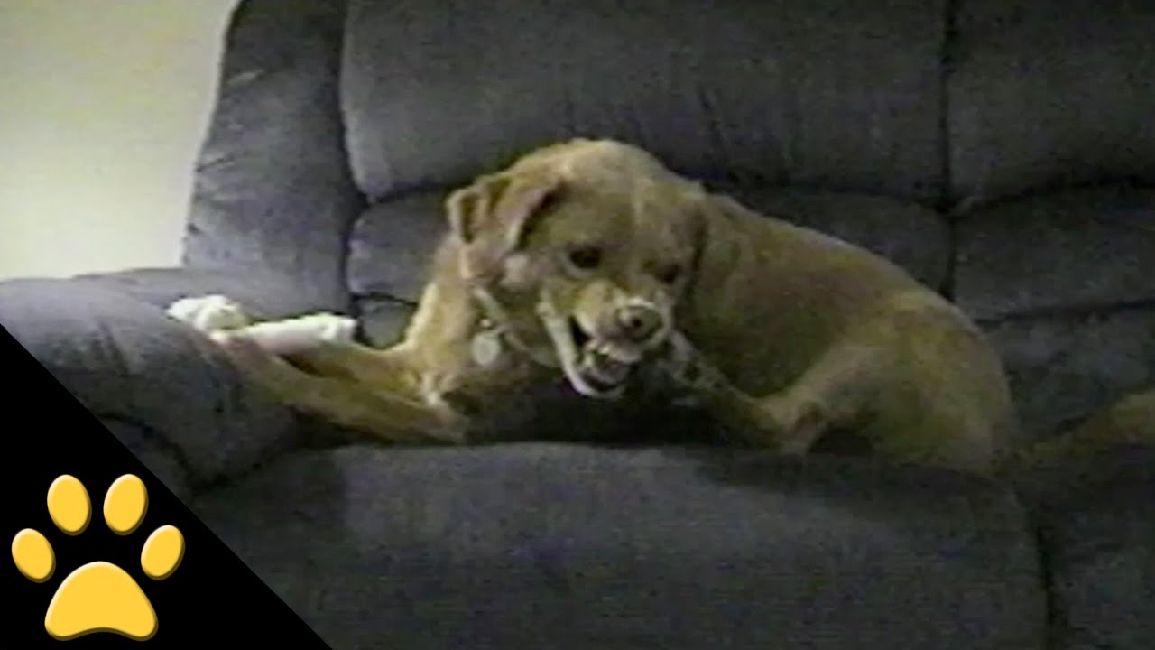 Dog Fights Against Himself watch v=ydchuc2uwzw
