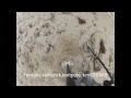 garett fisher minelab