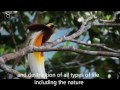 Save Aru Island bird of Paradise oct 2013