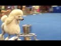 AKC/Eukanuba National Championship 2011: Standard Poodles