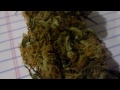How to Grow DWC Cannabis pt 15 Weigh In Blue dream