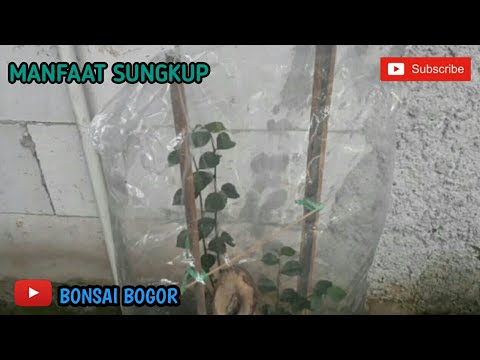 Manfaat Sungkup Pada Calon Bonsai dan Tanaman Lainnya #viral