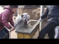Fur Trim