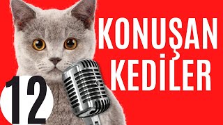 Konusan Kediler 12 En Komik Kedi Videolari Mp3 Mp4 Flv Webm M4a Hd Video Indir