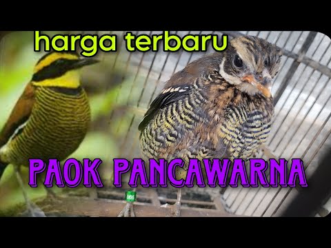 harga terbaru paok pancawarna dari loloh sampai prestasi.2023