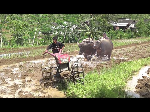 Traktor Sawah dan Kerbau membajak lahan yang berdampingan (Tractor and Buffalo)