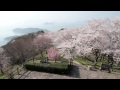 紫雲出山の桜と夕陽