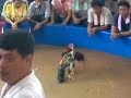 ไก่ชนใต้