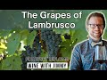 The Key Grapes of Lambrusco For WSET Level 4 (Diploma)