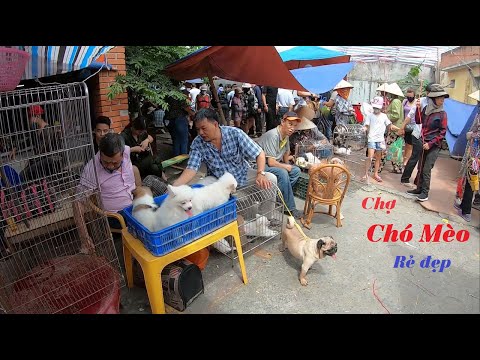 Chợ bán chó mèo cảnh thú cưng mới nhất | Hỏi giá chó mèo