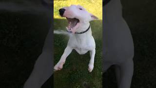 Bull Terrier Vs Garden Hose