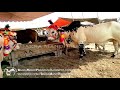 Beautiful Bulls In Lahore Bakra Mandi Pakistan 2013
