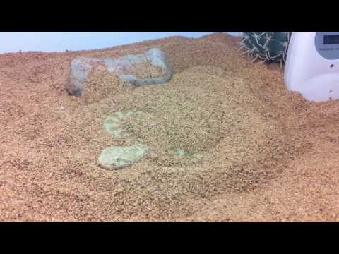 Burrowing Sand Viper