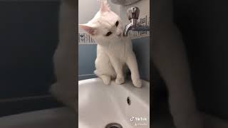 Tiktokta 3M izlenme komik kedi su tiktok su içiyor