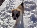 Продаются Новогодние щенки Среднеазиатской овчарки 