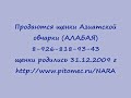 (Алабайчики) рожденных 31.12.09 г. Вышлю 