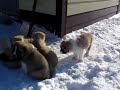 дополнительное фото и видео любого 