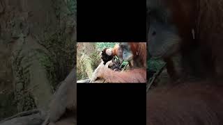 Orangutans Eating Termites.
